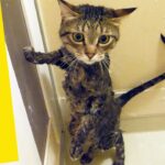 お 風呂 抜け毛