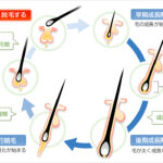 毛 が 抜ける 原因